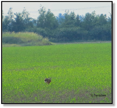 Hasen auf dem Maisfeld