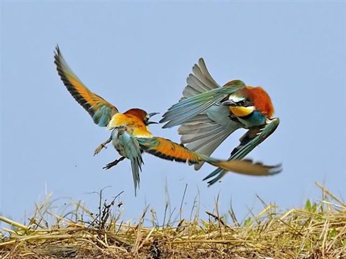 Birds and Animals - Awesome Photographs...