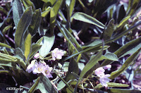 Claytonia spring beauty