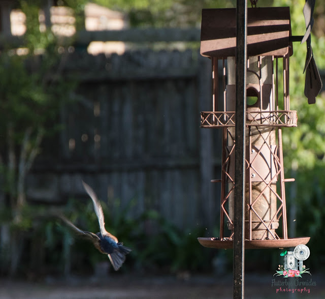 Eastern Bluebird (©Jenny Bell @ Flutterbye Chronicles)