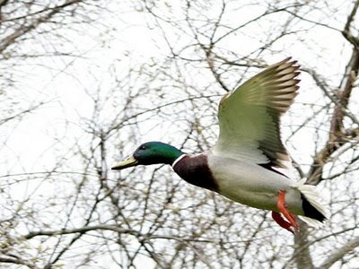 Three mallard ducks flying