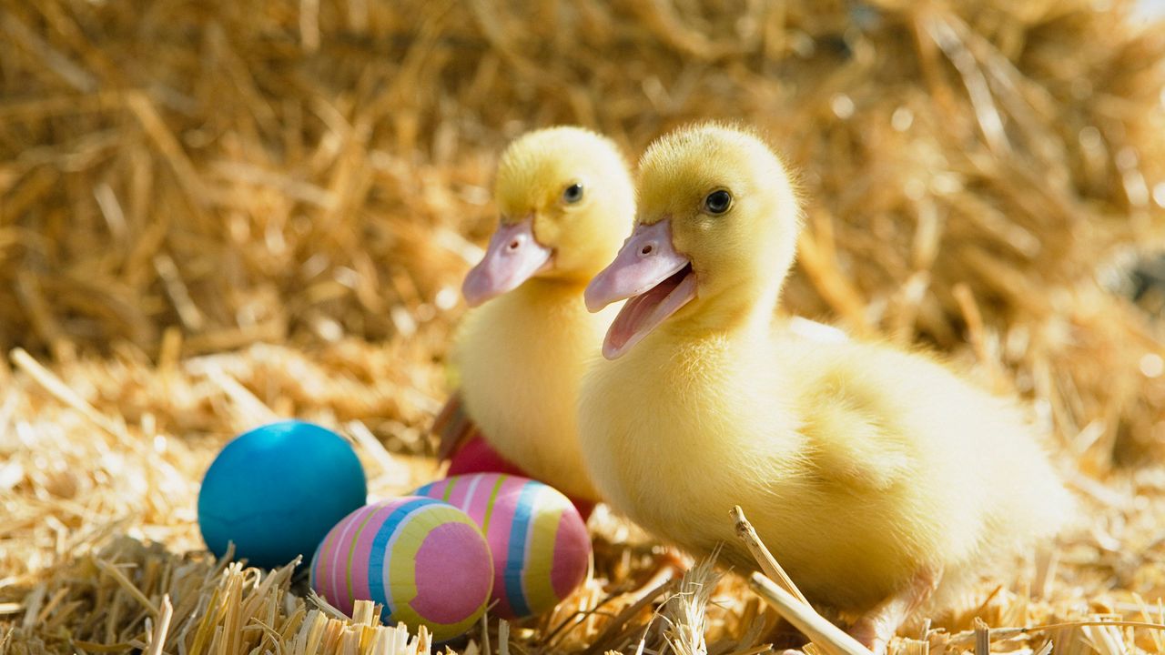 Wallpaper Easter Eggs Ducklings