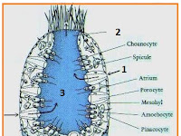 MENYONGSONG UN 2016 BIOLOGI SMA