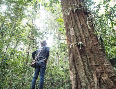 Pohon Ulin Terbesar di Dunia Ada di Taman Nasional Kutai