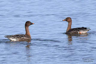 Tundralúd - Tundra Bean Goose - Tundrasaatgans - Anser serrirostris