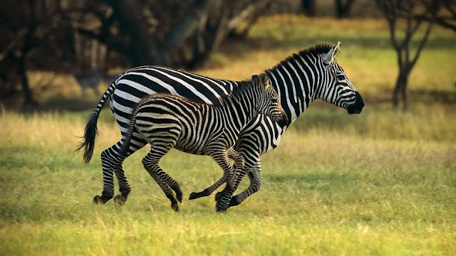 Zebras