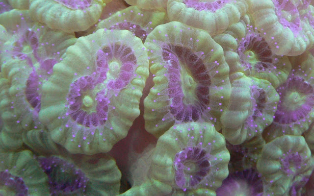 green trumpet coral