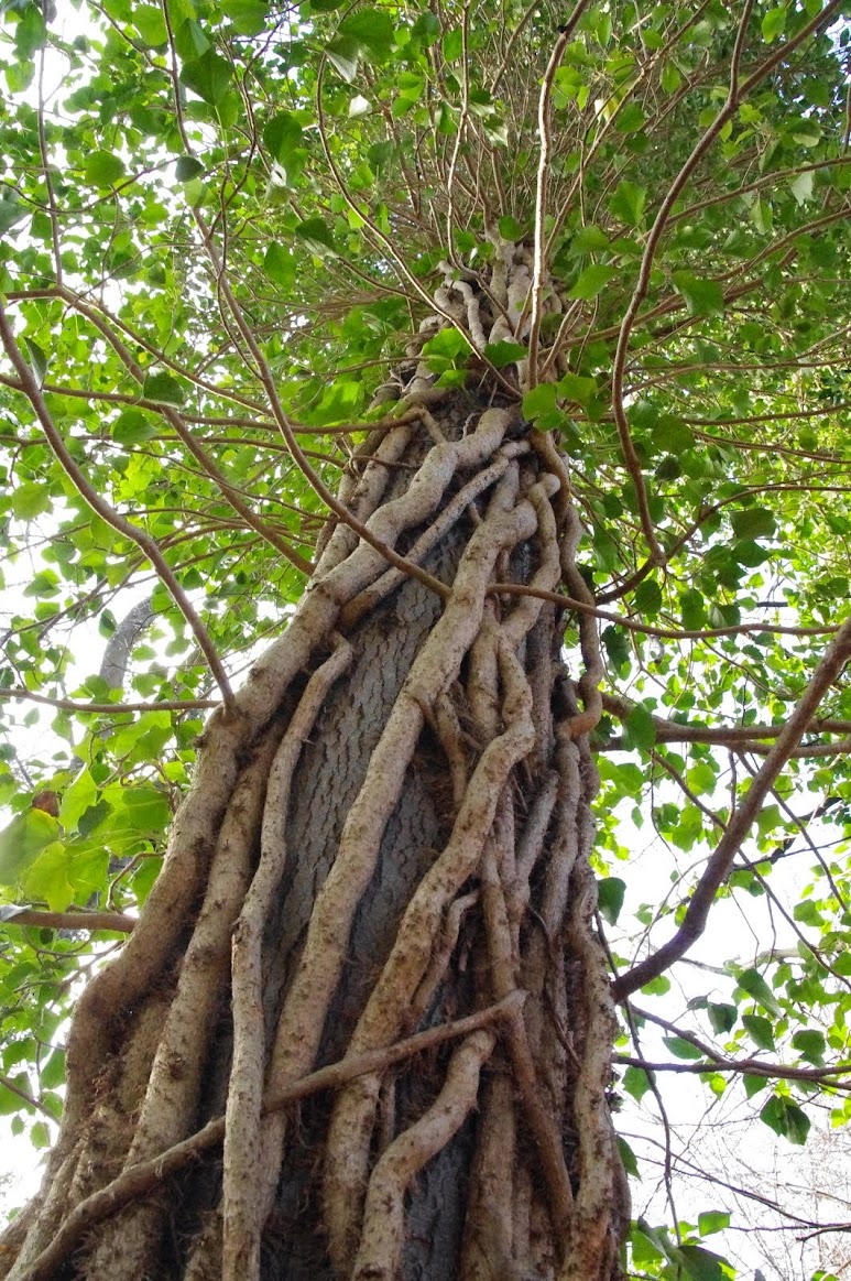Ivy/Hedera helix