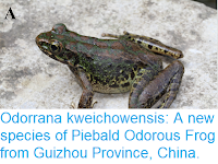 https://sciencythoughts.blogspot.com/2018/11/odorrana-kweichowensis-new-species-of.html