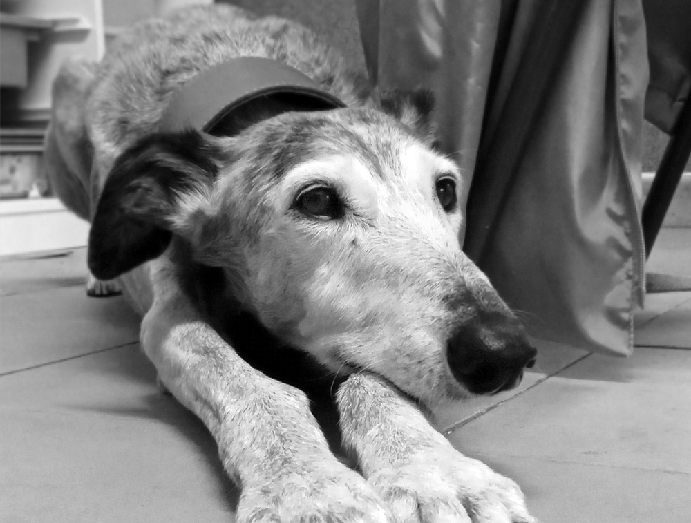 Alana, la "galgo" mascota del AMPA Ceip Barcelona