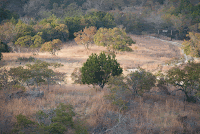 Field and woods. ©2007 Margaret Bamberger