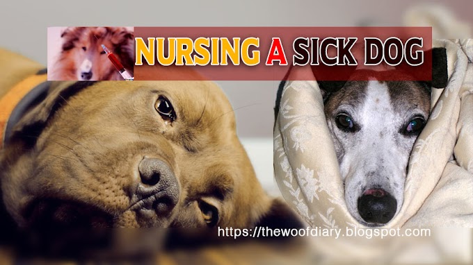 Nursing a sick dog