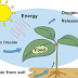 PHOTOSYNTHESIS DIAGRAM