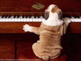 Funny musician dog.
