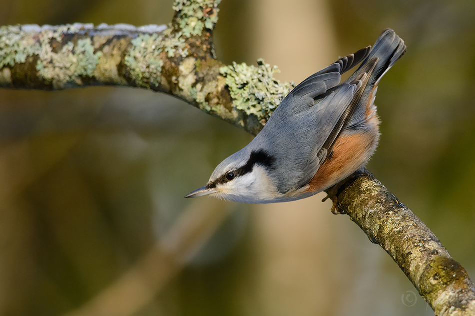 Puukoristaja, Sitta europaea, Eurasian Nuthatch, European, Wood