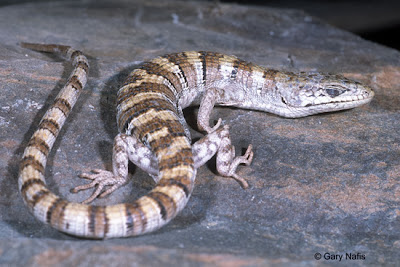 Panamint Alligator Lizard