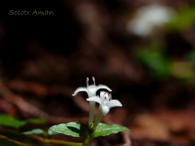 Mitchella undulata