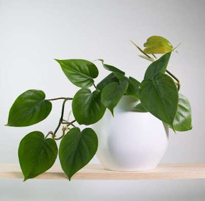 philodendron