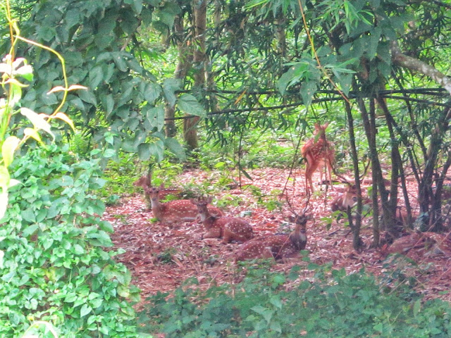 Group of deers in Chitwan safari