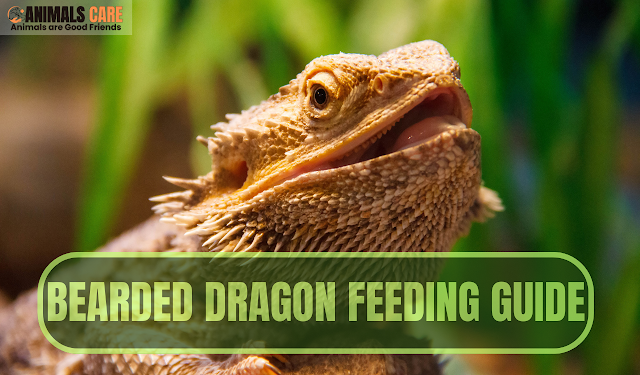 Bearded Dragon Feeding Guide: Top Foods for a Happy Dragon