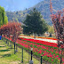 The Model Floriculture Center, Is a Tulip Garden In Srinagar, Jammu And Kashmir, India.