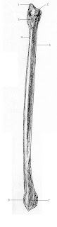 Fibula