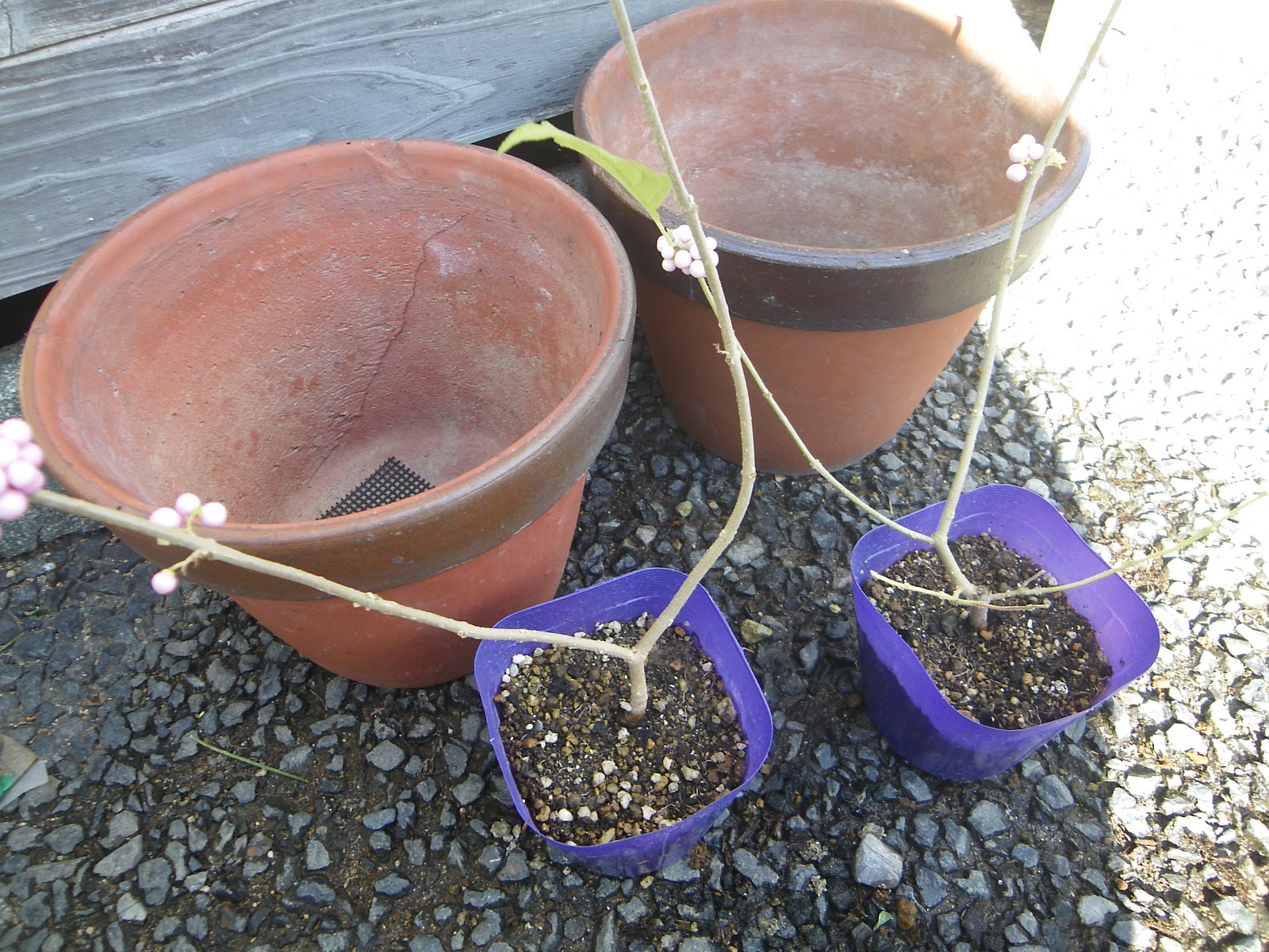 紫式部 ムラサキシキブ の鉢植えの育て方 苗木の植え付け編 メダカの大工