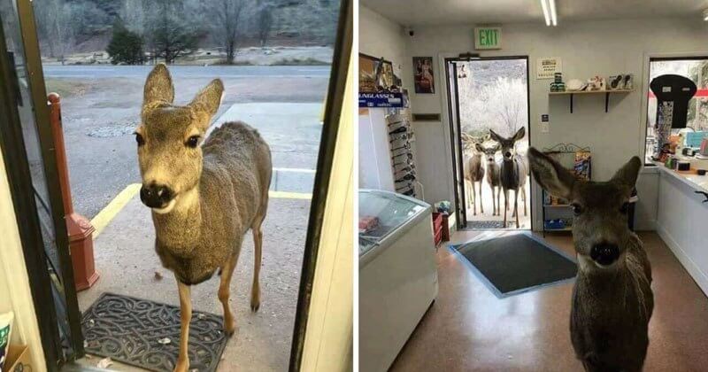 Shop Owner Fed Deer That Came In And The Beautiful Animal Came Back With Its Entire Family