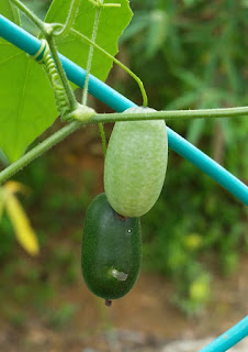 Pokok Timun Tikus