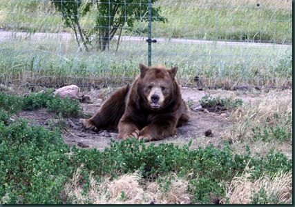 Mt Rushmore and Bear Country 108