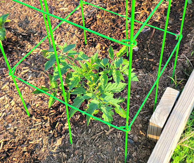 A young tomato plant in the spring