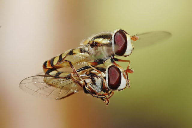 Hoverfly mating picture