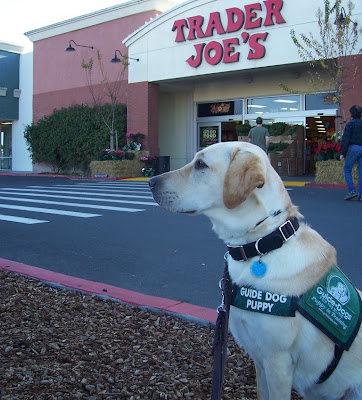 Cabana in her jacket in parking lot in front of Trader Joe's