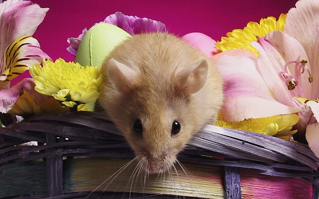 mouse, basket of flowers, mouse wallpaper