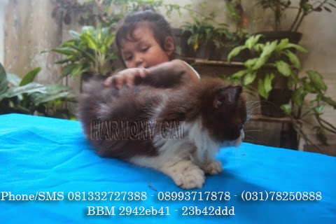 Hamster Dan Kucing Persia Murah Surabaya: KUCING JANTAN 