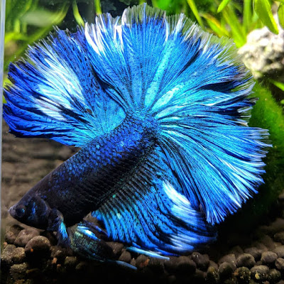 Knowing All Types Of Betta Fish - By Tail, Pattern And Color With Photo And Description