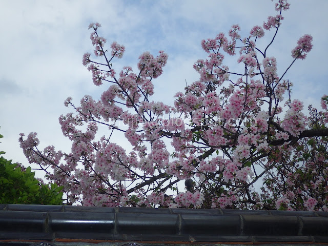 Taipei cherry blossoms