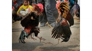 Sejarah Sabung Ayam Saigon Vietnam