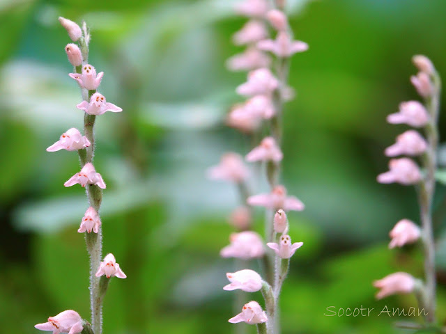 Goodyera schlechtendaliana