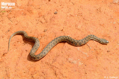 Viperine Snake