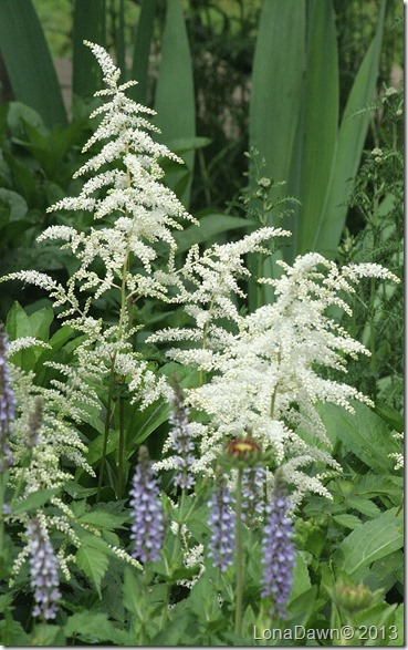 Astilbe_White