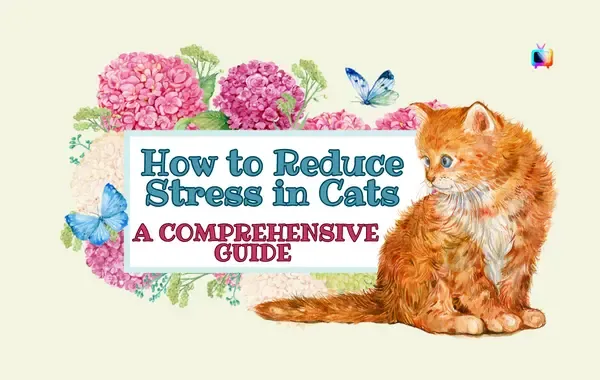 How to Reduce Stress in Cats: A Comprehensive Guide