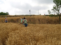 Camps de cereals al Serrat de Bussanya