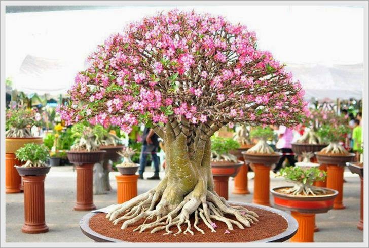 Tanaman Hias Adenium