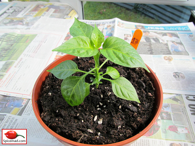 Orange Habanero - 31st March 2022