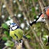 Birds Watching May Help To Reduce Stress and Anxiety