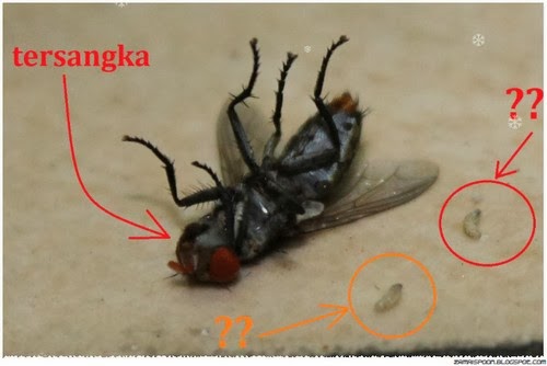 Lihat lalat membawa larva yang penyebab seseorang sakit perut