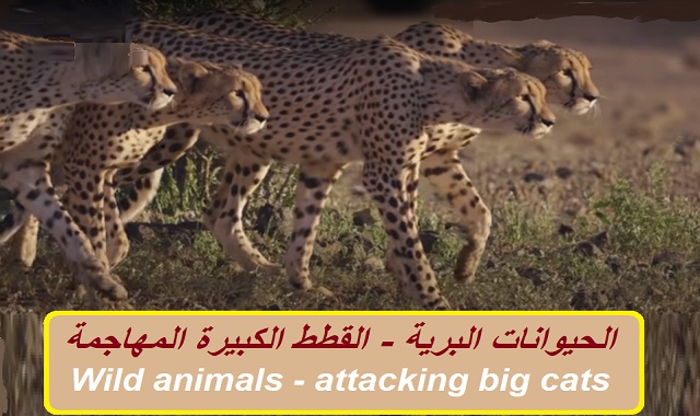 الحيوانات البرية - القطط الكبيرة المهاجمة  Wild animals - attacking big cats