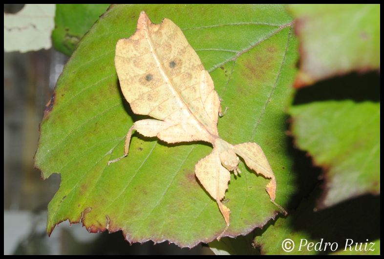 Ninfa hembra L5 de Cryptophyllium westwoodii, 4 cm de longitud