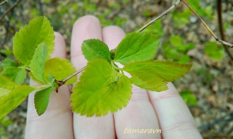 Смотрите также тему:  Спирея уссурийская / Таволга уссурийская (Spiraea ussuriensis)